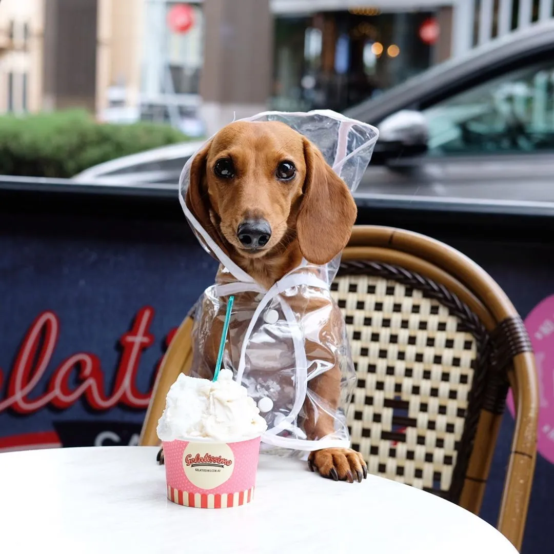 Dach Everywhere™ Transparent Dog Raincoat