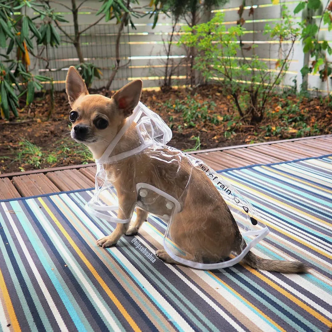 Dach Everywhere™ Transparent Dog Raincoat