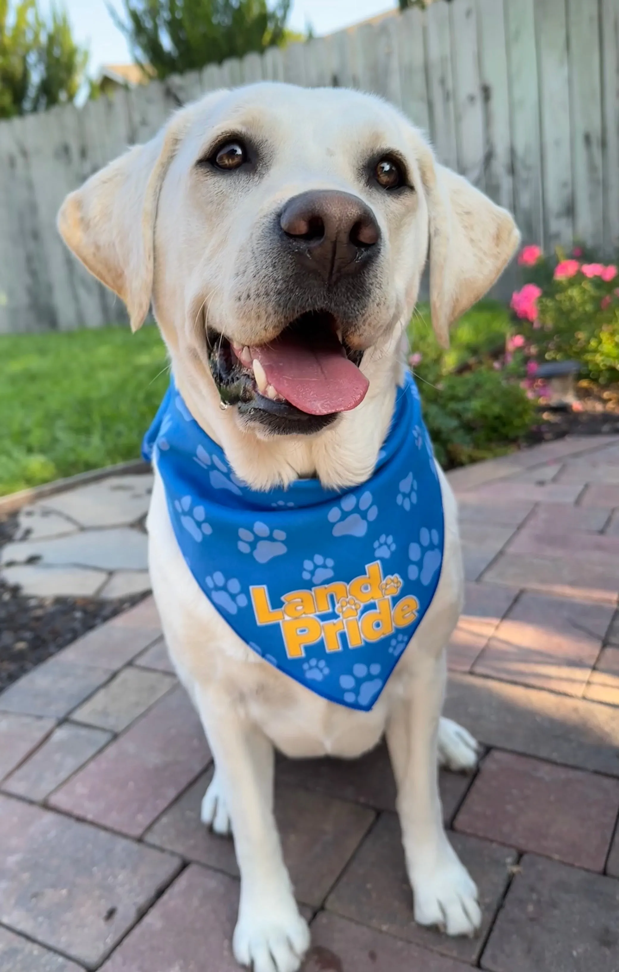 Land Pride BanDoggie Cooling Pet Bandana