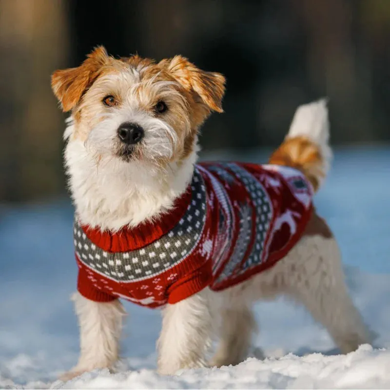 Winter Apperal for Puppy Dog