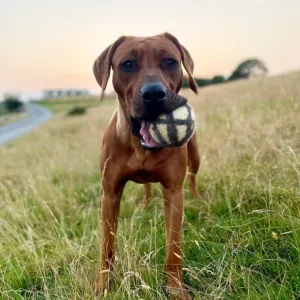 Wool Dog Ball Toy